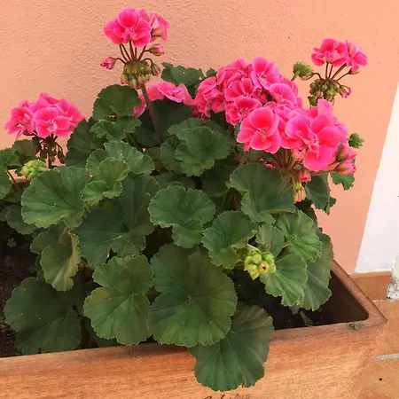 Rosa Angrisano Alojamento de Acomodação e Pequeno-almoço 3*