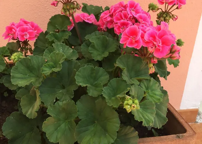 Rosa Angrisano فندق مبيت وإفطار 3*